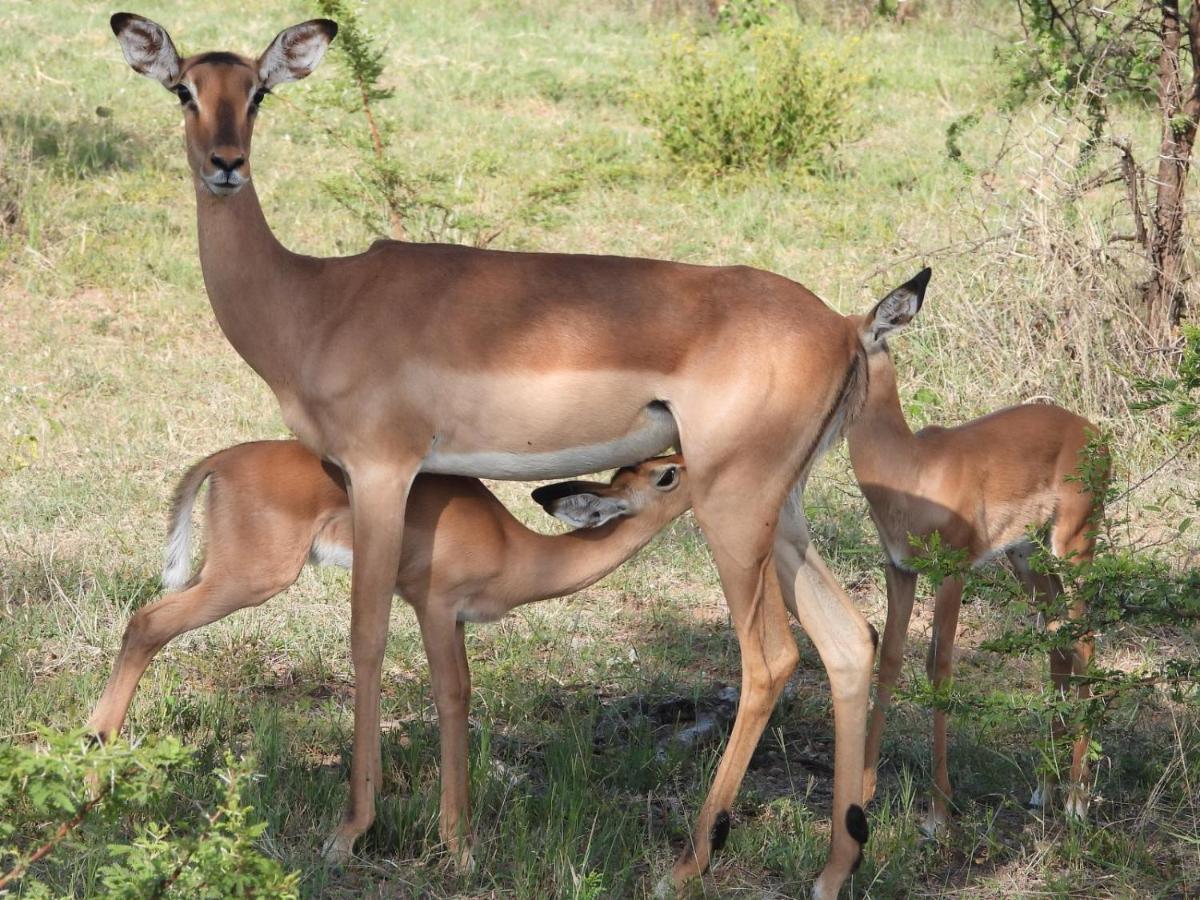 Kwalata Game Lodge Klipdrift エクステリア 写真