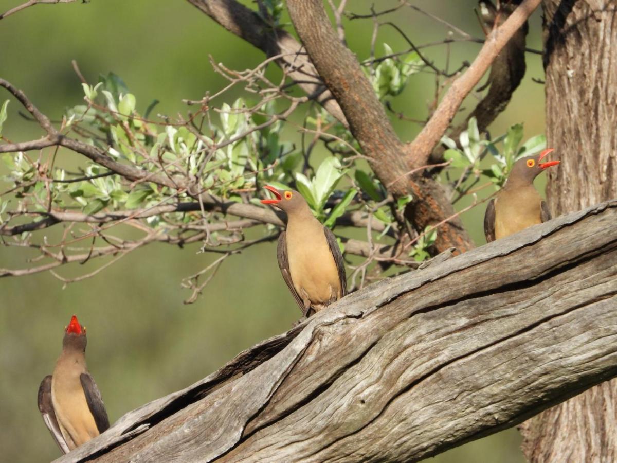 Kwalata Game Lodge Klipdrift エクステリア 写真